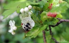 schwarze Biene