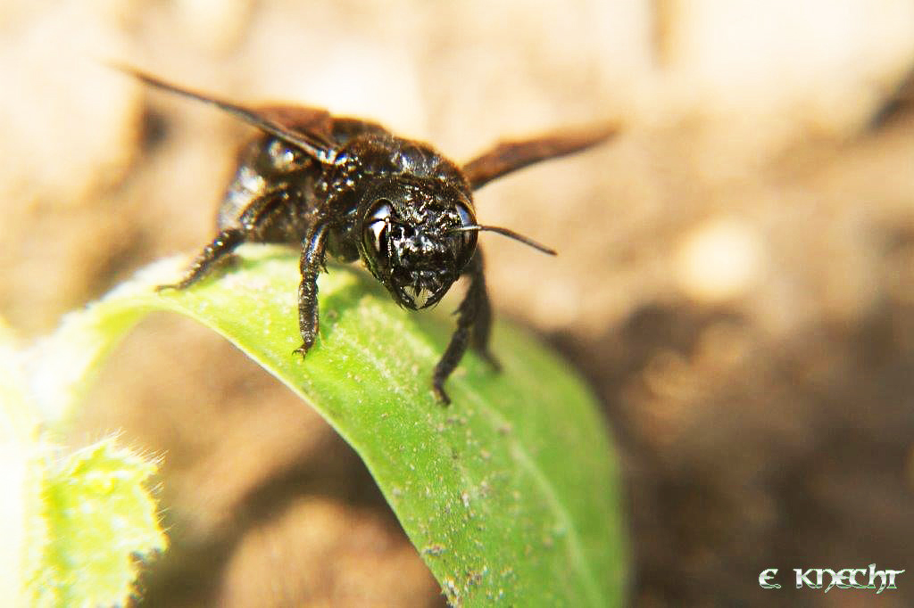 Schwarze Biene