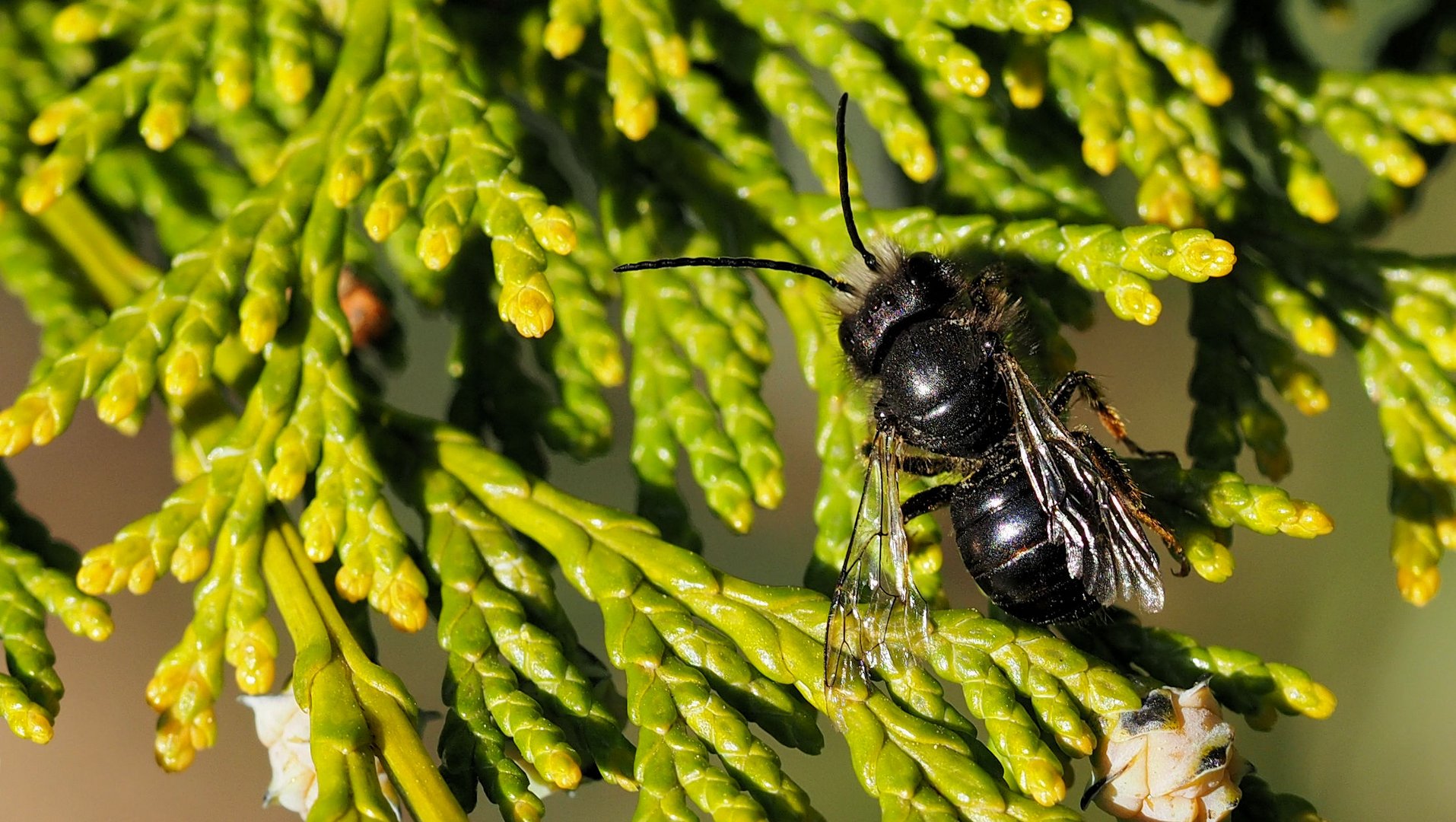 Schwarze Biene 