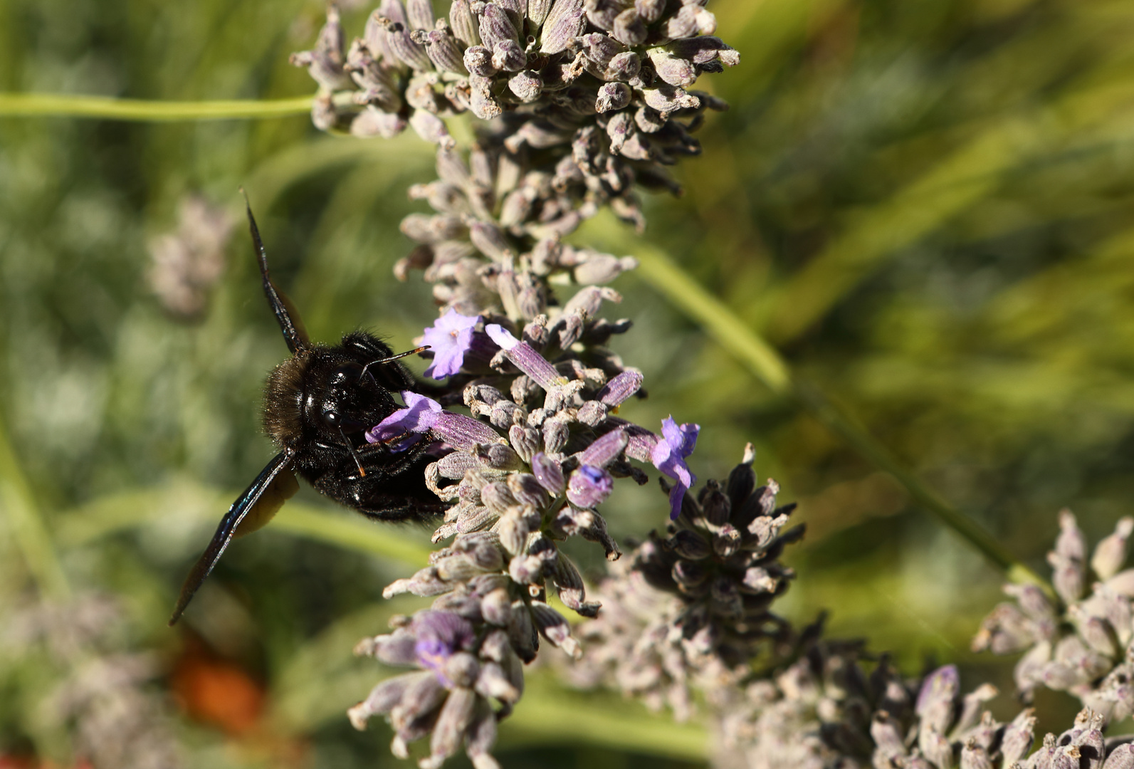 Schwarze Biene am Lavendel