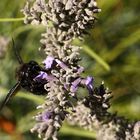 Schwarze Biene am Lavendel