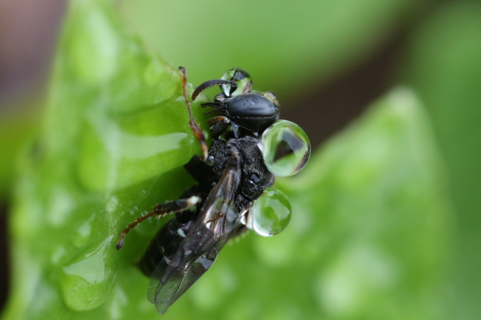 Schwarze Biene mit Tautropfen / Black bee with water droplets