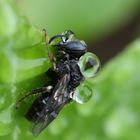 Schwarze Biene mit Tautropfen / Black bee with water droplets