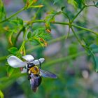 schwarze Bienen