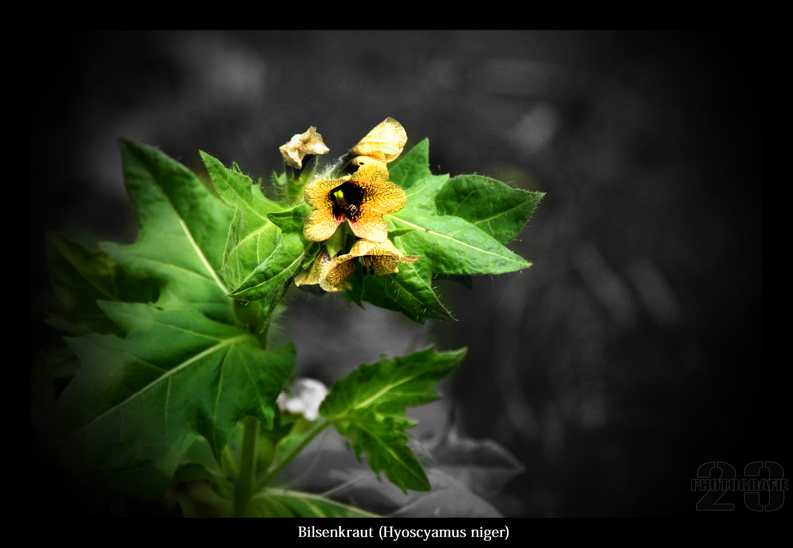 Schwarze Bilsenkraut (Hyoscyamus niger)