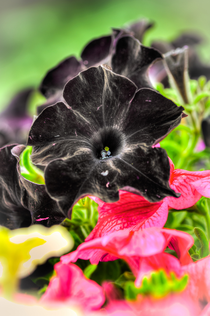 schwarze Blüte