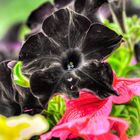 schwarze Blüte