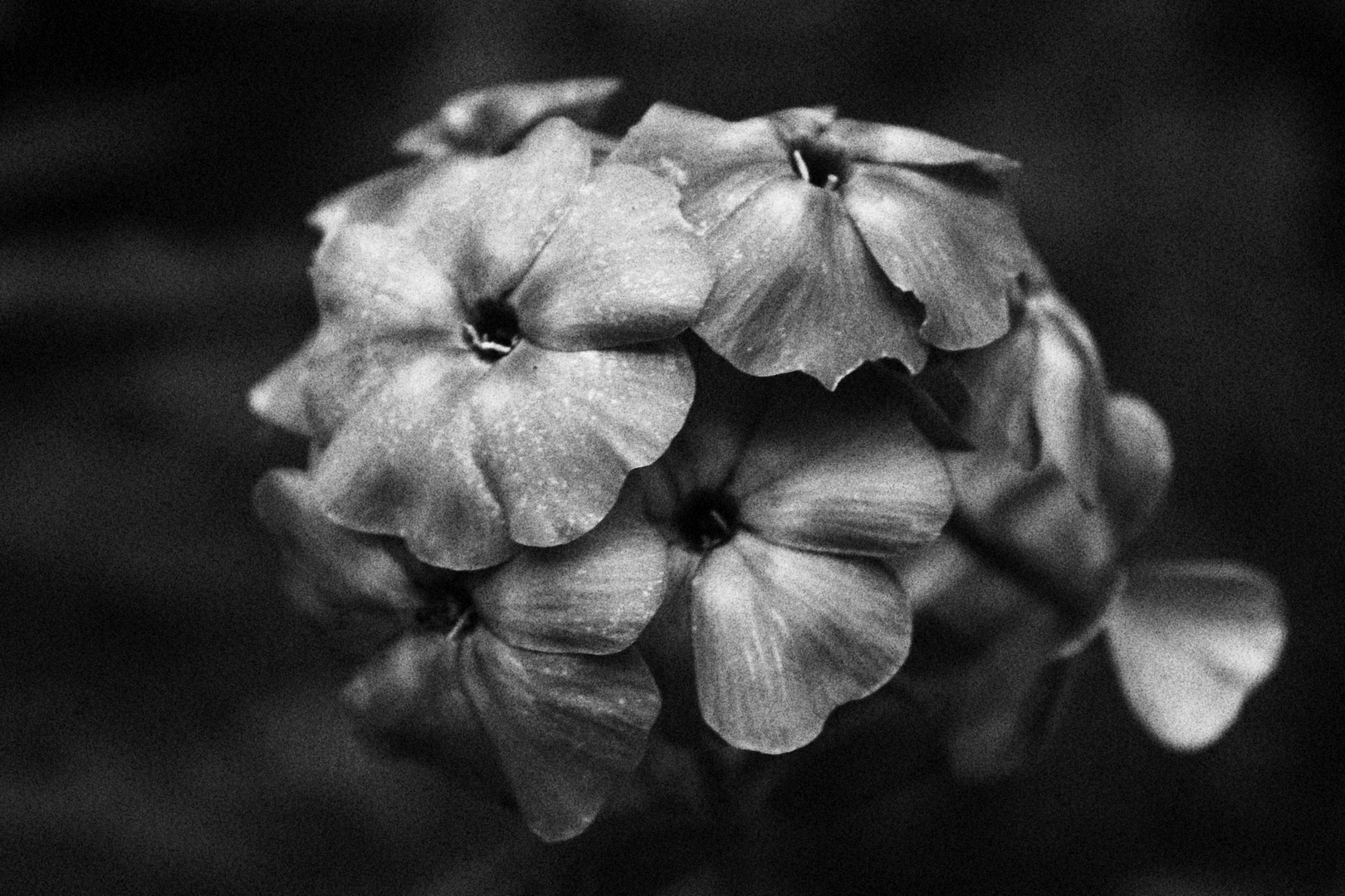 Schwarze Blüte