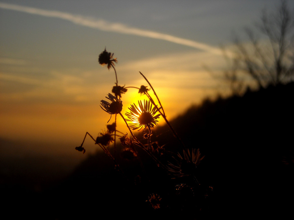 Schwarze Blüten