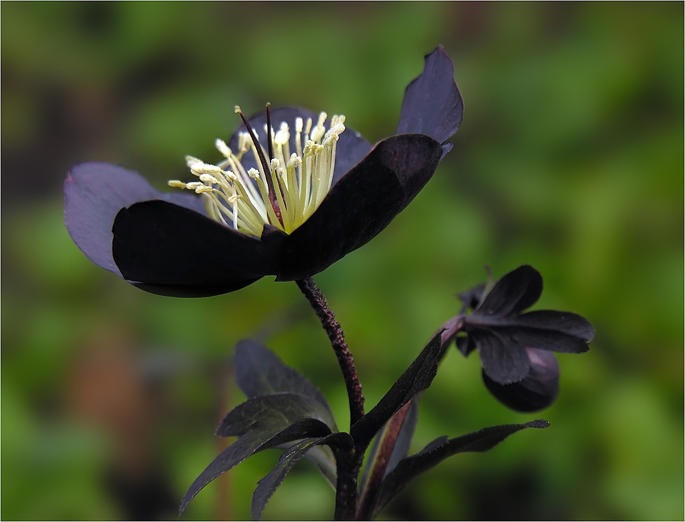 Schwarze Blütenblätter...