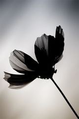 Schwarze Blume