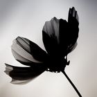 Schwarze Blume