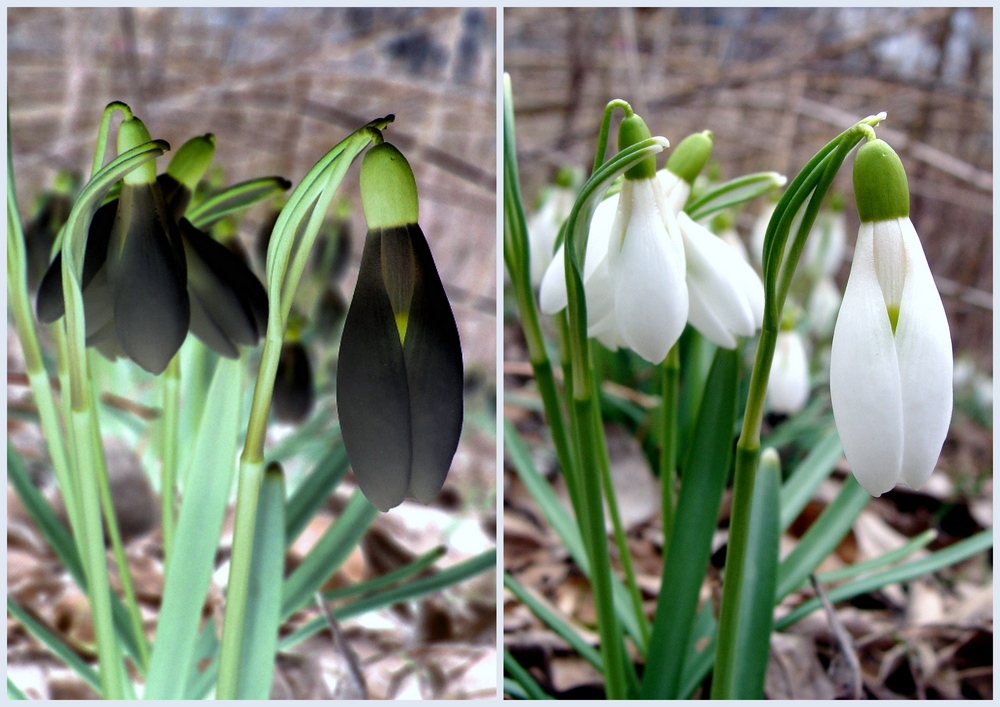 Schwarze Blumen?