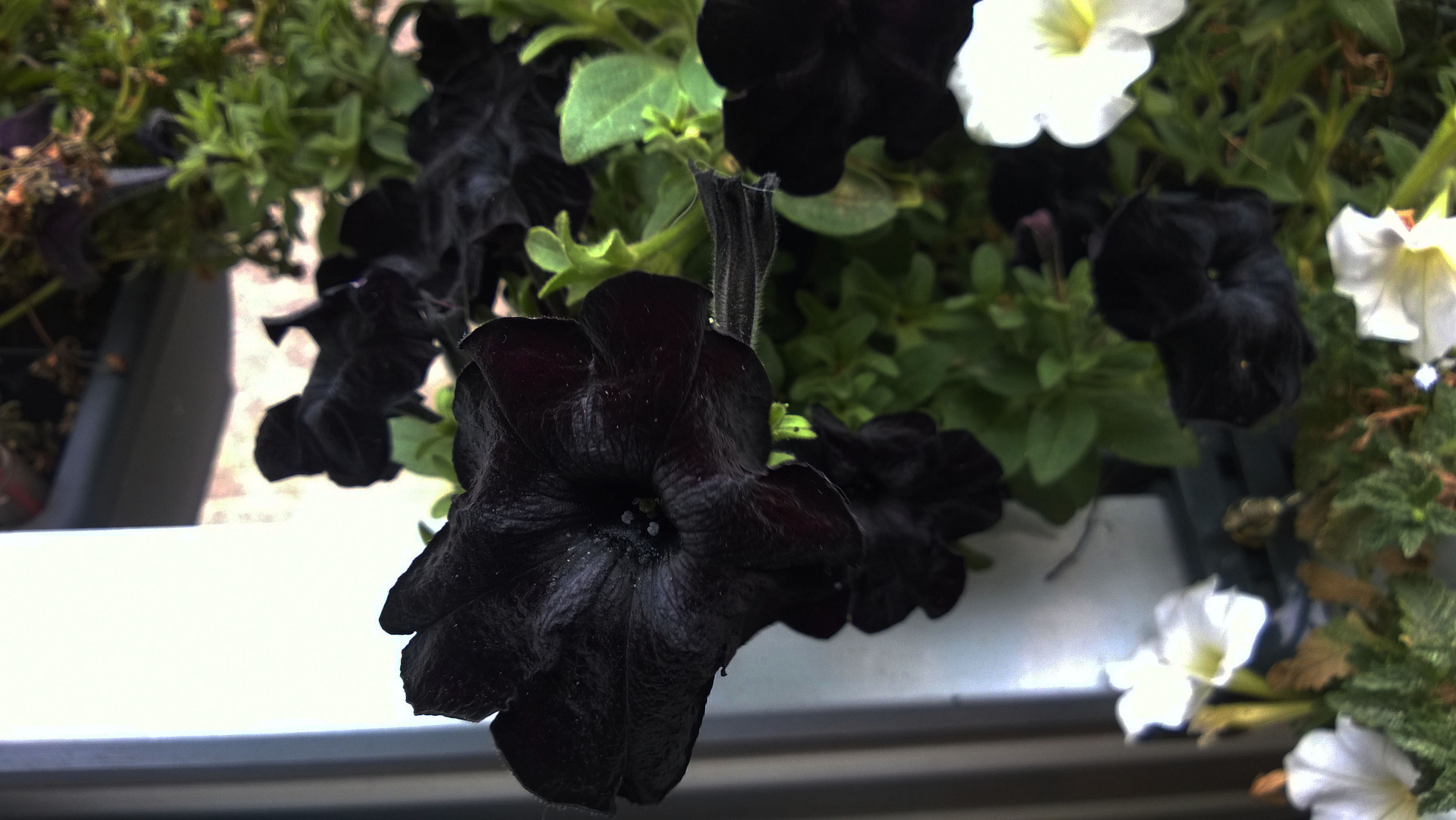 Schwarze Blumen