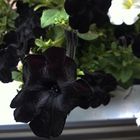 Schwarze Blumen