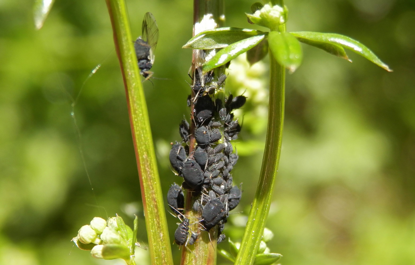 Schwarze Bohnenläuse (Aphis fabae) auf Wiesen-Labkraut im heimischen Garten
