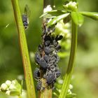 Schwarze Bohnenläuse (Aphis fabae) auf Wiesen-Labkraut im heimischen Garten