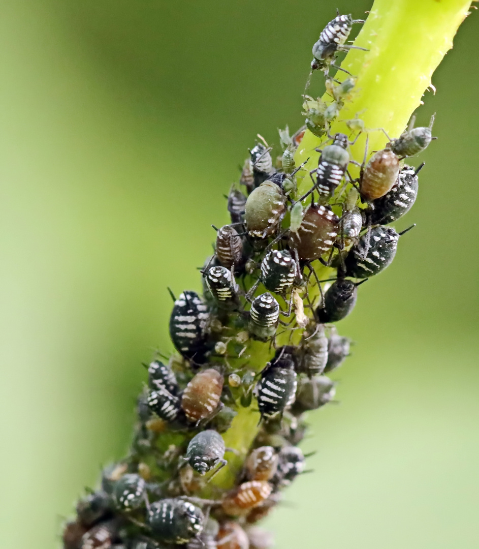 Schwarze Bohnenlaus, Rübenblattlaus (Aphis fabae)