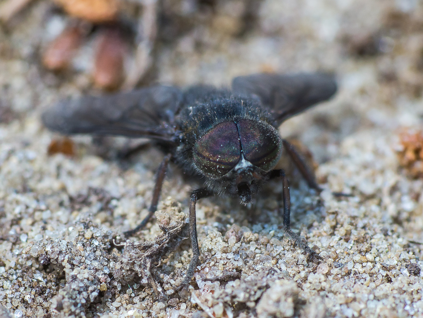 Bremse Foto & Bild  tiere, wildlife, insekten Bilder auf fotocommunity