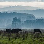 Schwarze Büffelherde