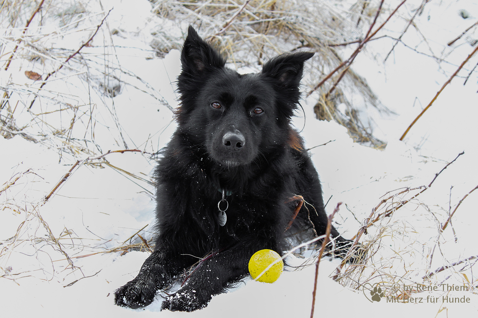 Schwarze Cilly im Schnee