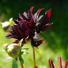 schwarze Dahlie