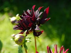 schwarze Dahlie