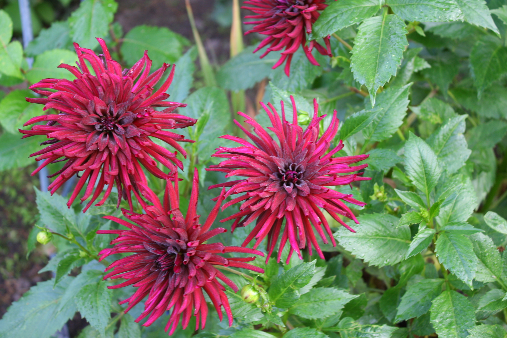 schwarze Dahlien