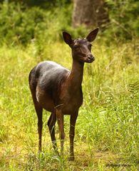 Schwarze Damwildkuh