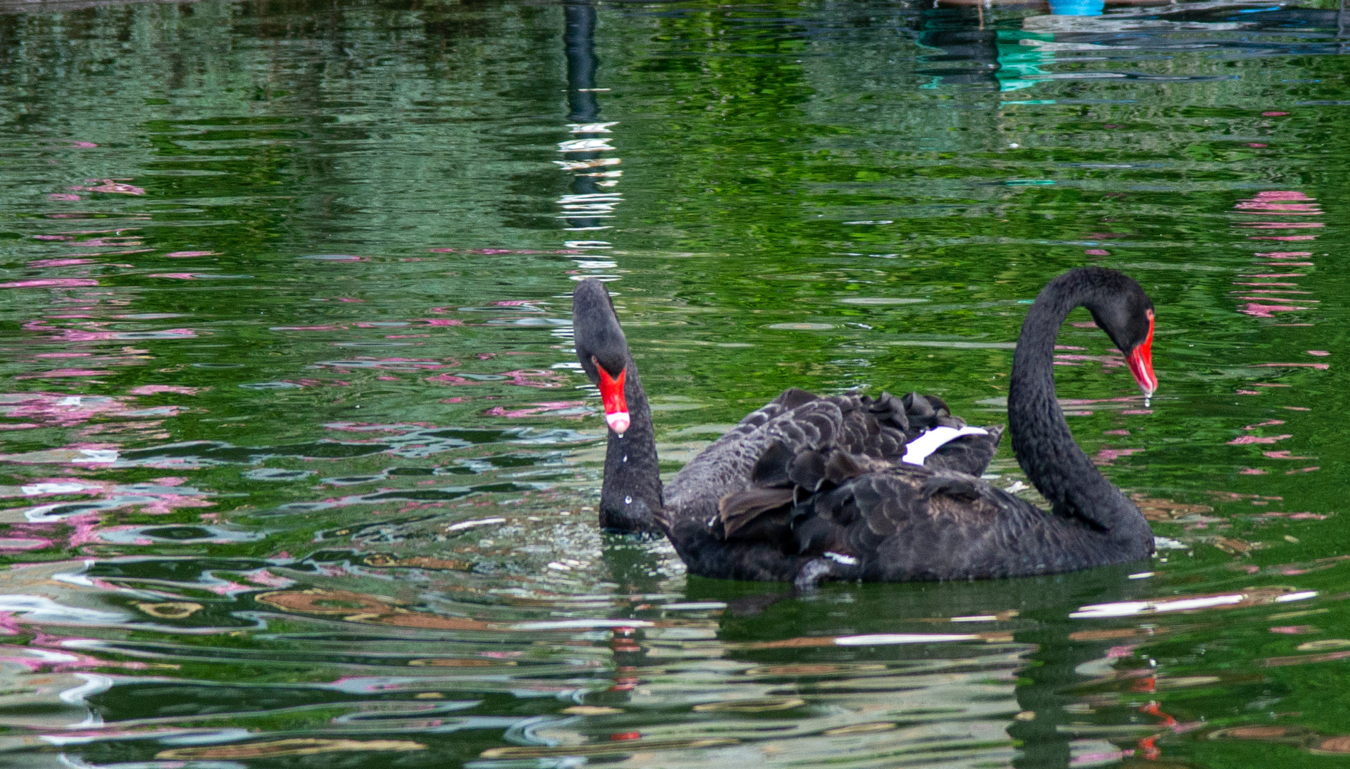 Schwarze Duo