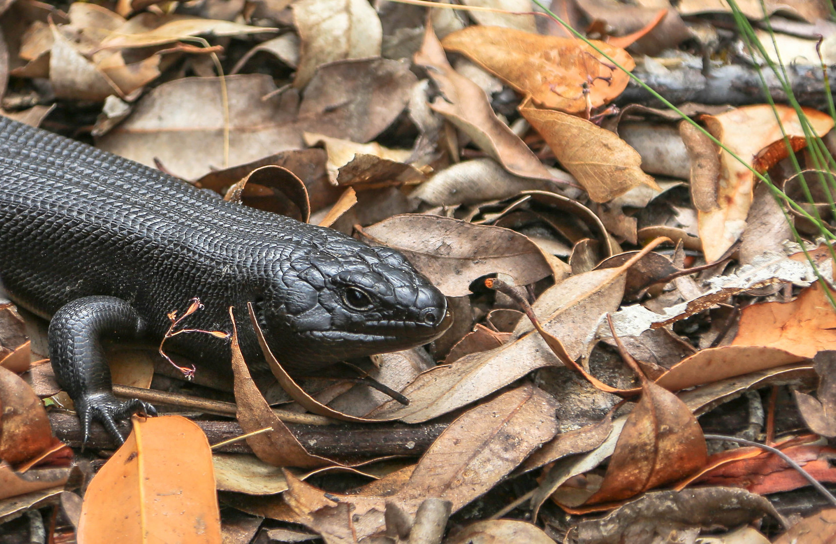 Schwarze Echse