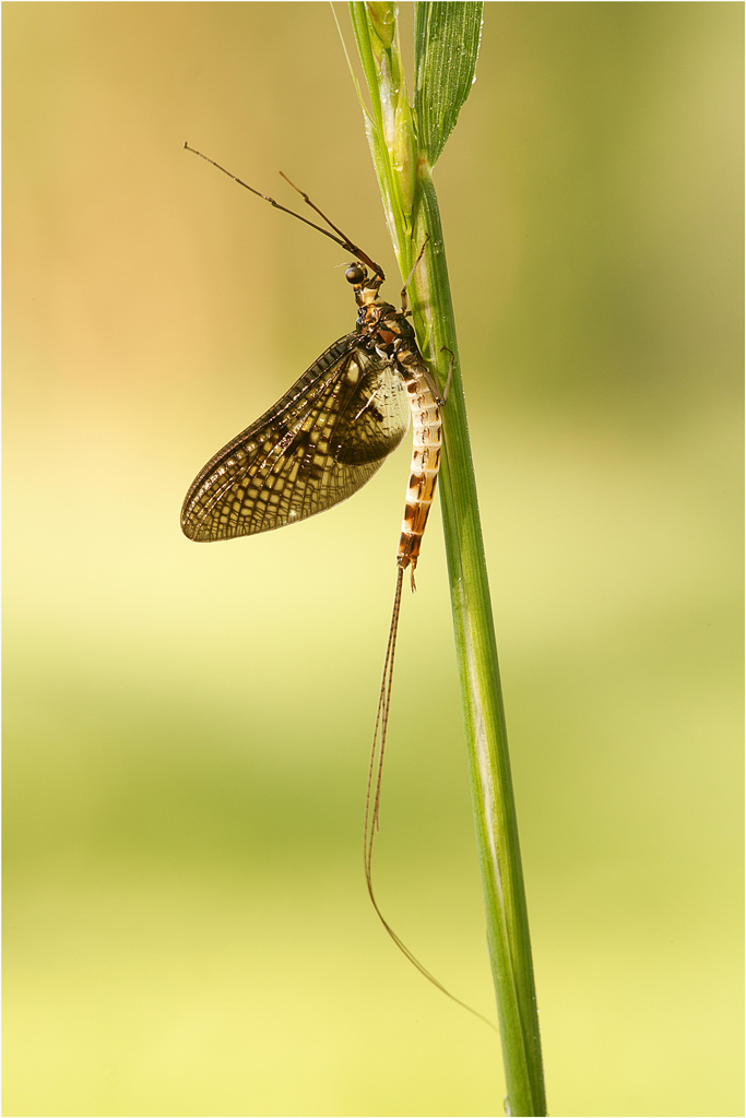 Schwarze Eintagsfliege