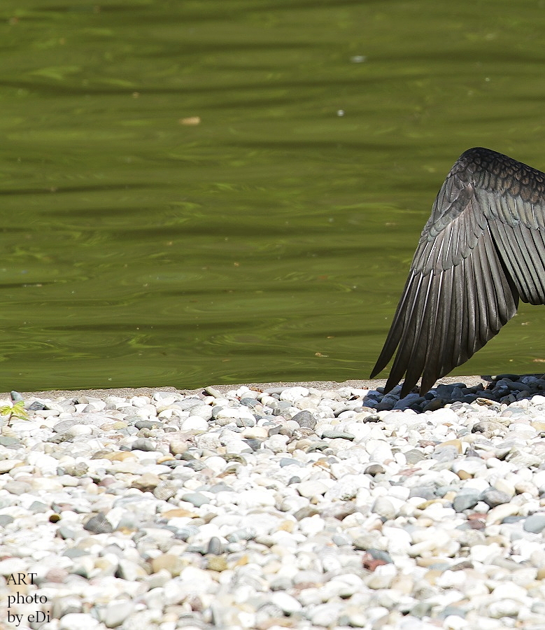 Schwarze Engel