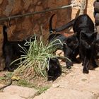Schwarze Familie