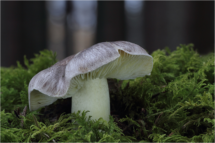 Schwarze Fasern vom trockensten November