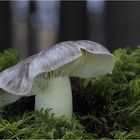 Schwarze Fasern vom trockensten November