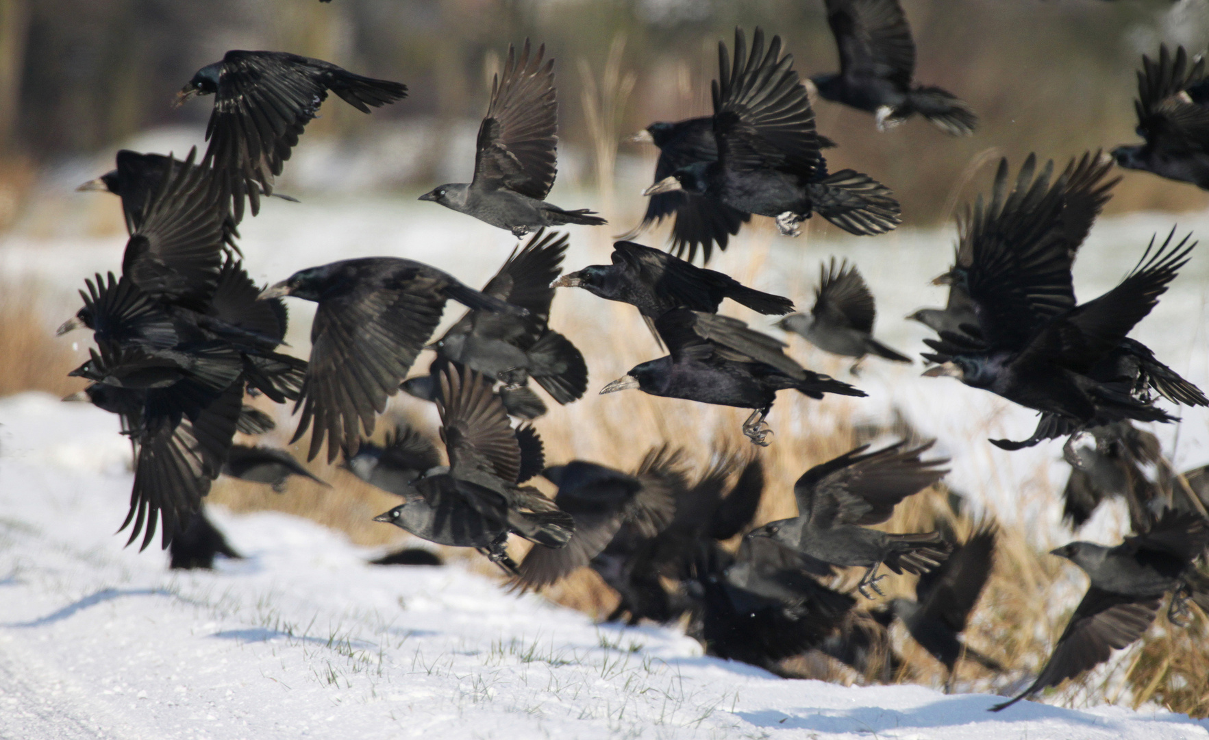 Schwarze Federwolke