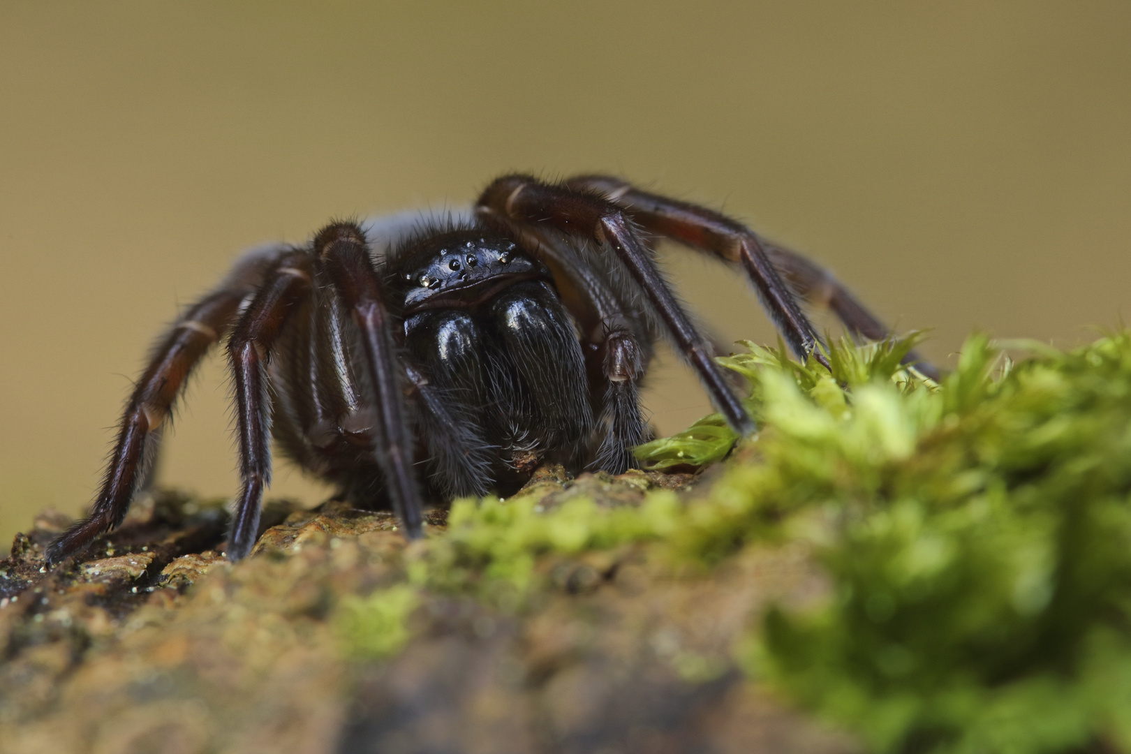  Schwarze Finsterspinne (Amaurobius ferox)