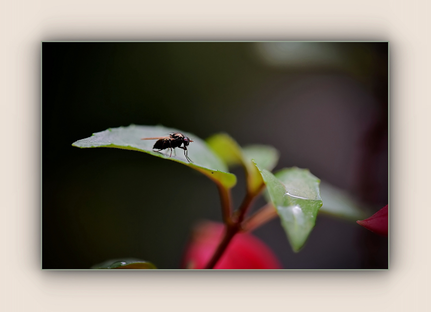 schwarze Fliege