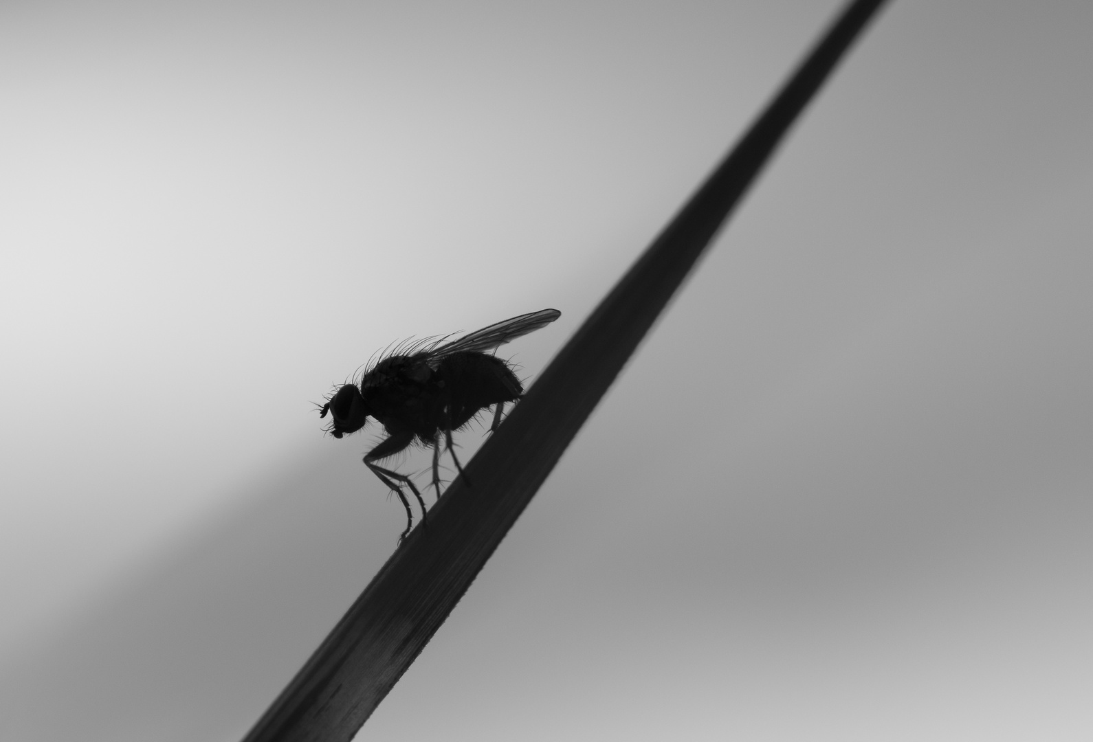 schwarze Fliege