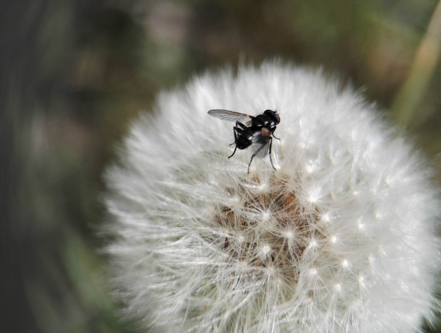 Schwarze Fliege auf einem Löwenzahn