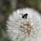 Schwarze Fliege auf einem Löwenzahn