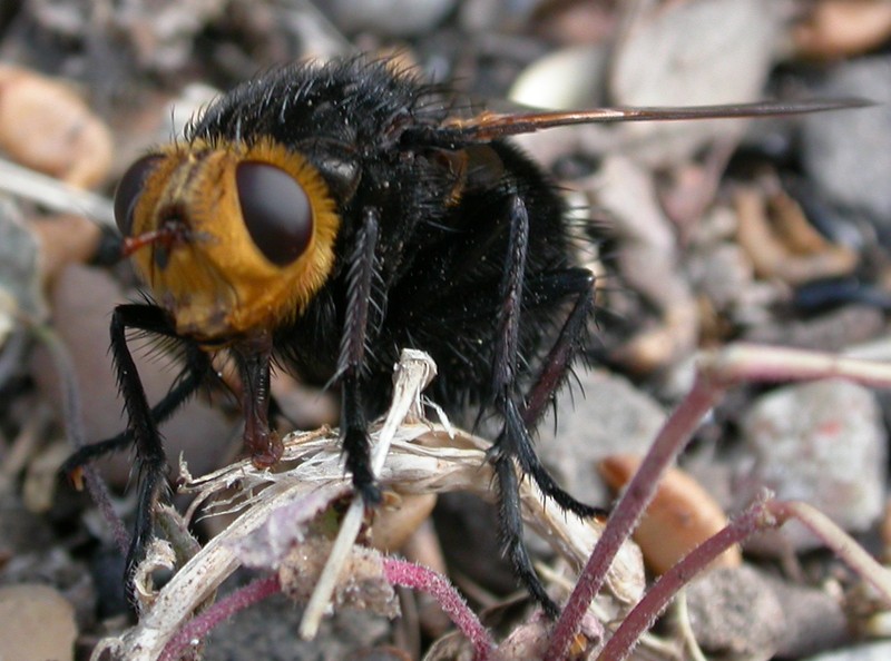 schwarze Fliege (eine mir unbekannte Art) auf dem Boden