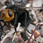 schwarze Fliege (eine mir unbekannte Art) auf dem Boden