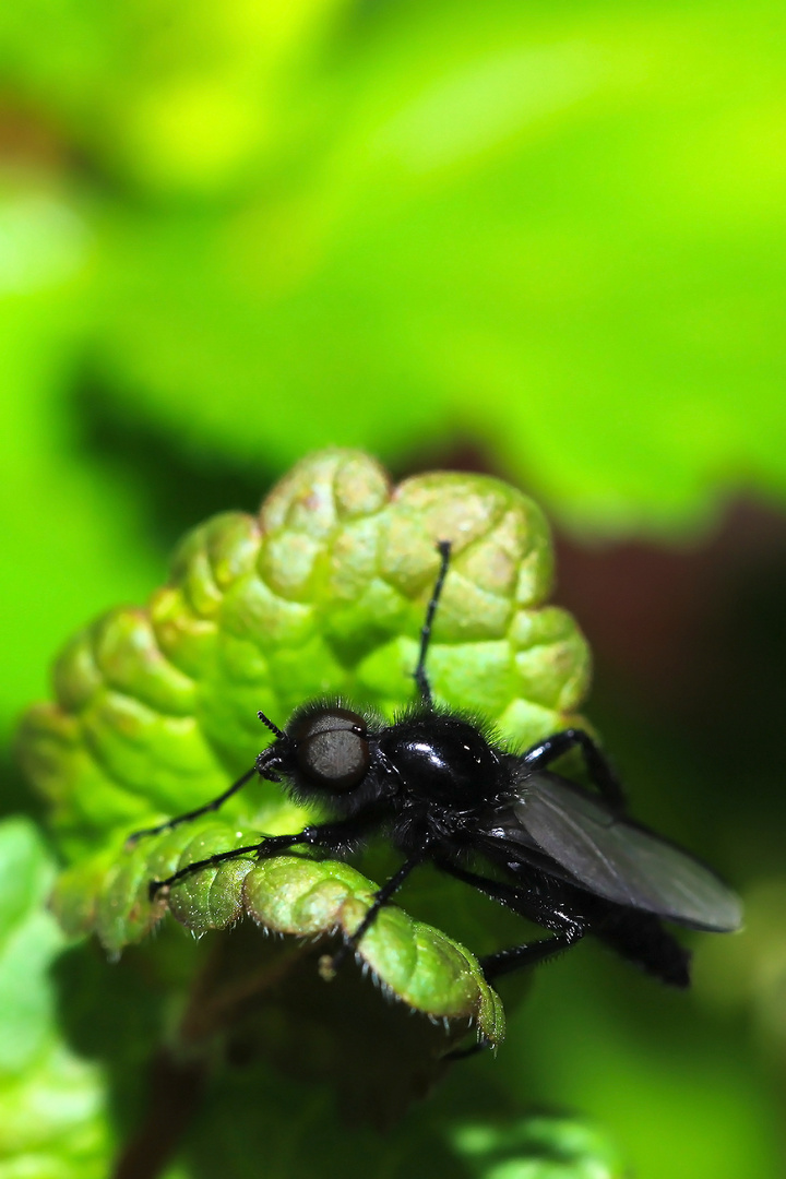 schwarze Fliege "Märzfliege"