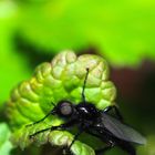 schwarze Fliege "Märzfliege"