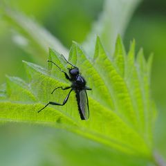 schwarze Fliege (wie originell)