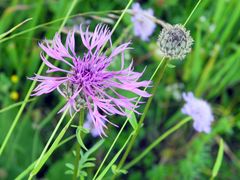 Schwarze Flockenblume