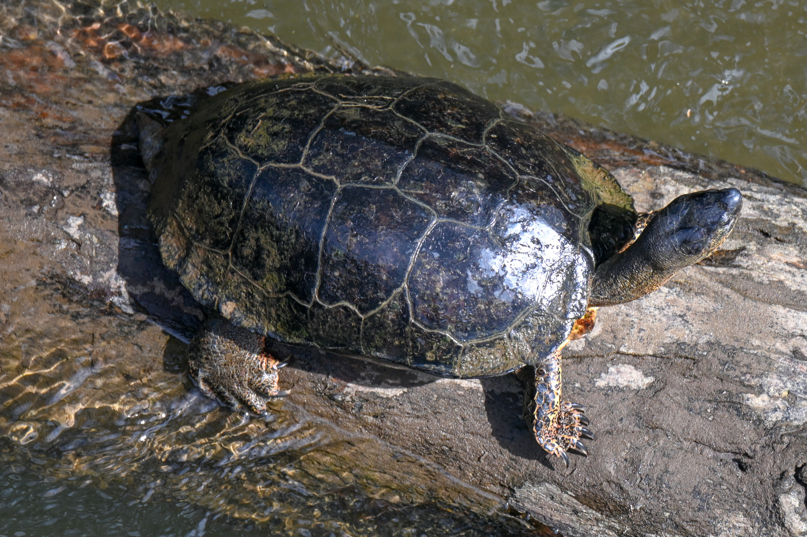 Schwarze Flussschildkröte