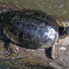 Schwarze Flussschildkröte